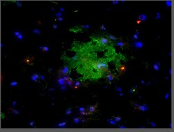 MilliporeSigma A -42, oligomeric (VIA), Rabbit, Unlabeled, Polyclonal,